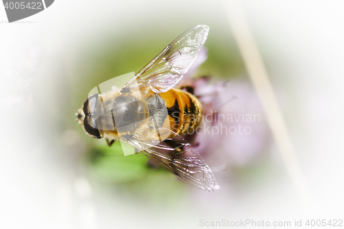 Image of hoverfly