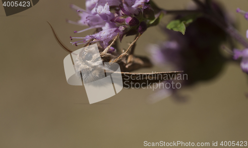 Image of 