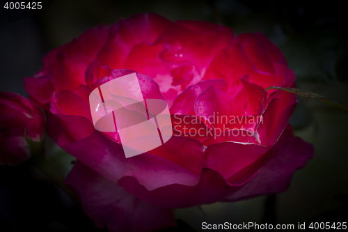 Image of red rose