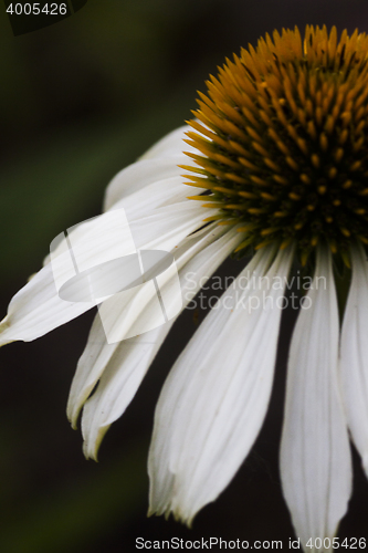 Image of coneflower