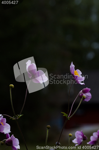 Image of chinese anemones