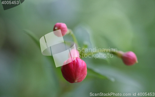 Image of Close up of Fuchsia Flower