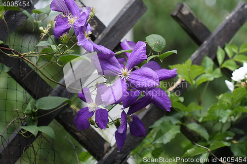 Image of Close up of clematis flowers