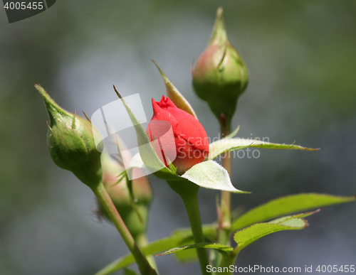 Image of Close up of red rose and buds