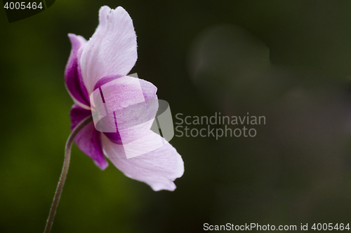 Image of chinese anemone