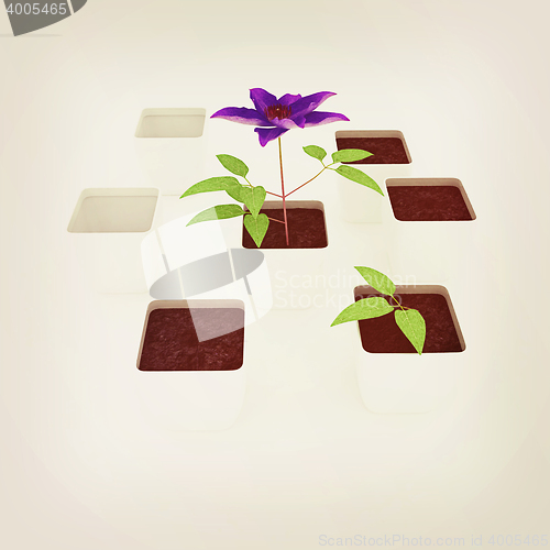 Image of Clematis a beautiful flower in the white pot. 3D illustration. V