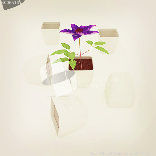 Image of Clematis a beautiful flower in the white pot. 3D illustration. V
