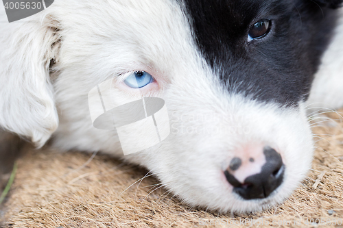 Image of Border Collie puppy on a farm