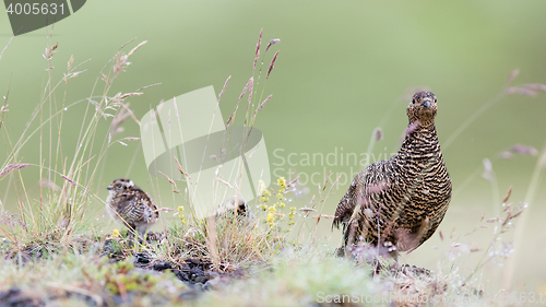 Image of Rock ptarmigan (Lagopus mutus), female