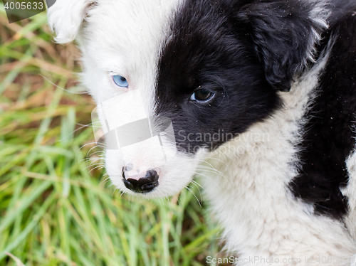 Image of Border Collie puppy on a farm