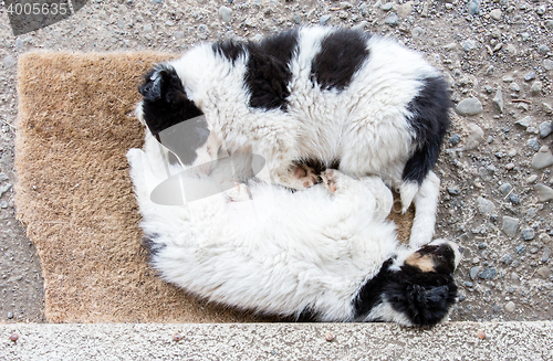 Image of Border Collie puppies sleeping on a farm