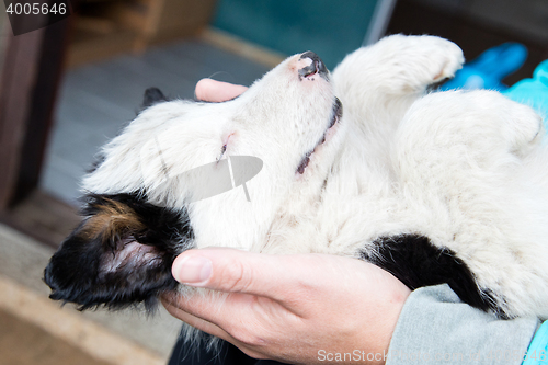 Image of Small Border Collie puppy in the arms of a woman