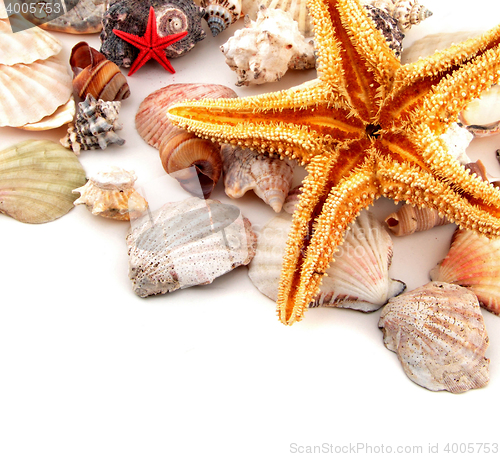 Image of Seashell collection on white or isolated