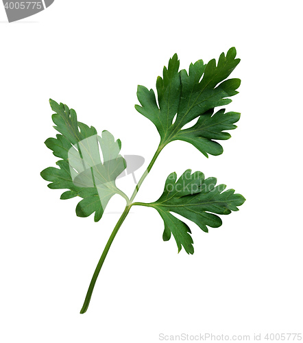 Image of Fresh parsley on a white background