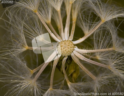 Image of Dandelion Seeds