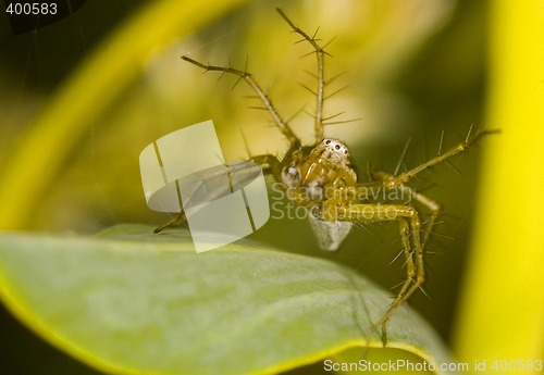 Image of Spider