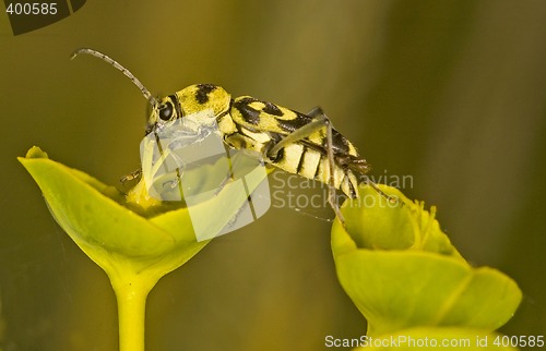 Image of Bug