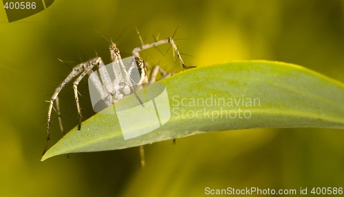 Image of Spider