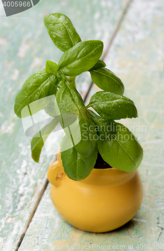 Image of Fresh Green Basil