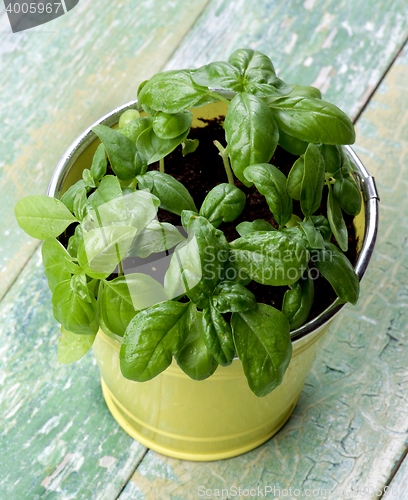 Image of Fresh Green Basil