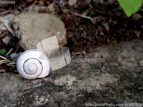Image of snail