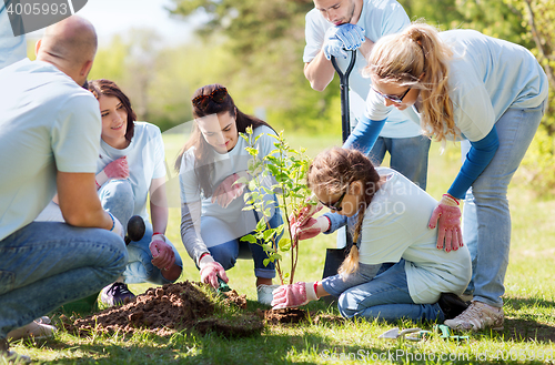 Image of group of volunteers planting tree in park