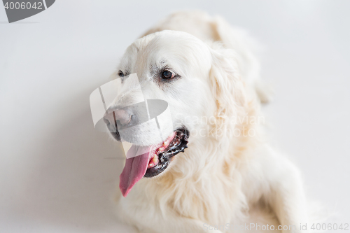 Image of close up of golden retriever dog