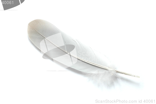 Image of Feather