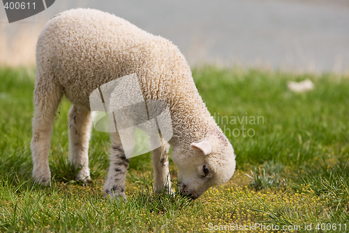 Image of Lamb