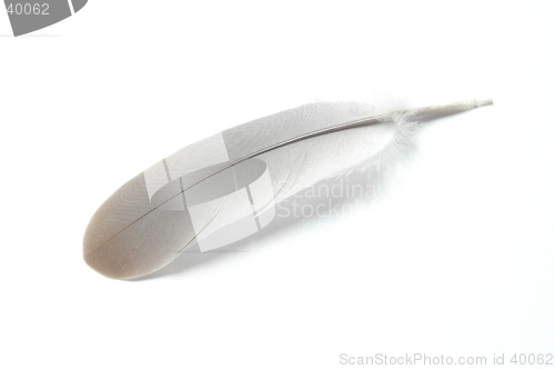 Image of Feather