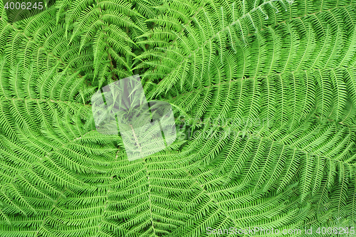 Image of Pattern of fern leaves