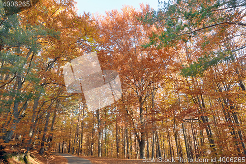 Image of autumn colors in the forest