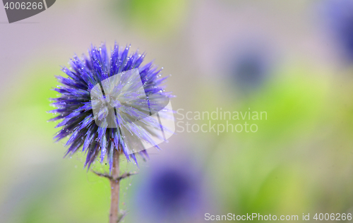 Image of Globe Thistle flowers