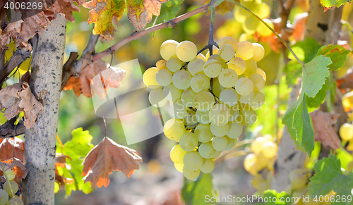 Image of White grape in  wineyard