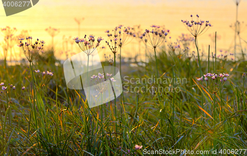 Image of Flowering rush (Butomus umbellatus)