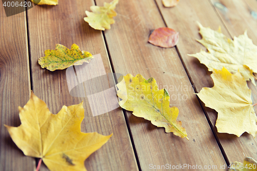 Image of close up of many different fallen autumn leaves