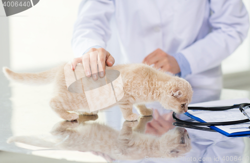 Image of close up of vet with scottish kitten at clinic