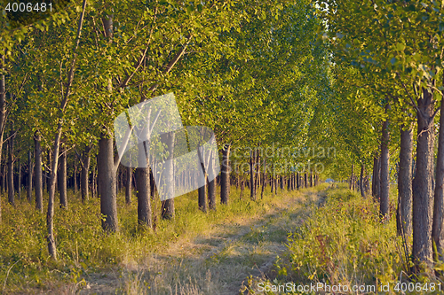 Image of pathway in green forest