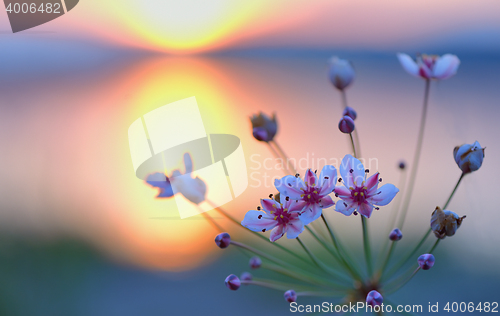 Image of Flowering rush (Butomus umbellatus)