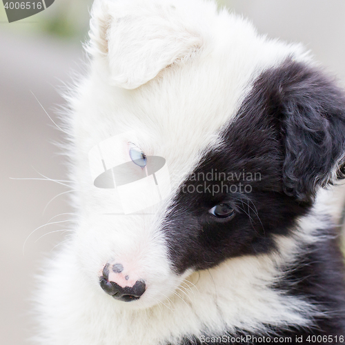 Image of Border Collie puppy on a farm