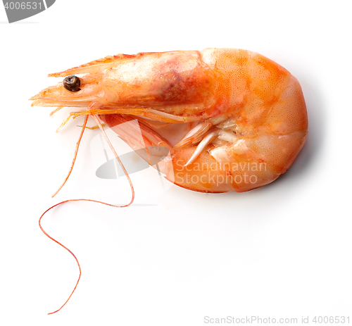 Image of roasted prawn on white background