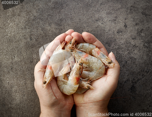 Image of fresh raw prawns in human hands