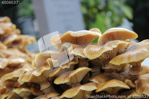 Image of Mushrooms