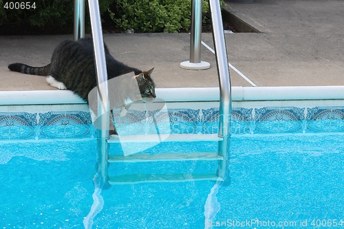 Image of Cat On Pool Ladder