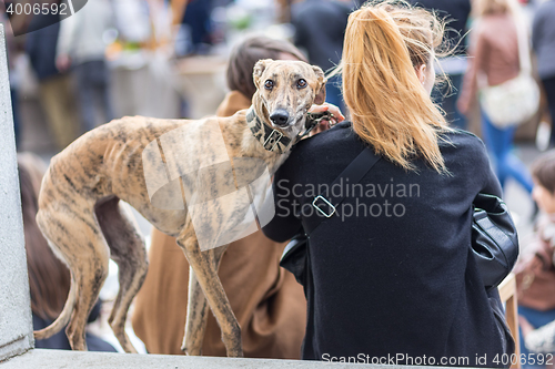 Image of Italian Greyhound dog with his female owner.