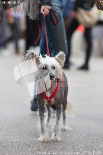 Image of Chinese Crested Dog, Canis lupus familiaris, on a leash.