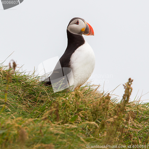 Image of Colorful Puffin isolated in natural environment