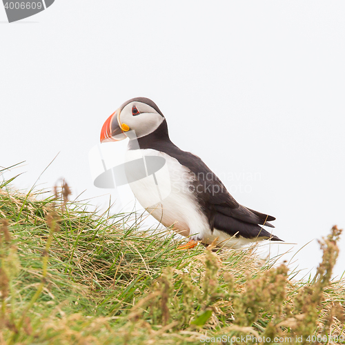 Image of Colorful Puffin isolated in natural environment