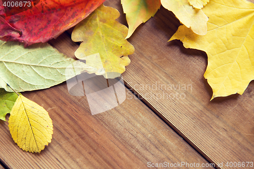 Image of close up of many different fallen autumn leaves