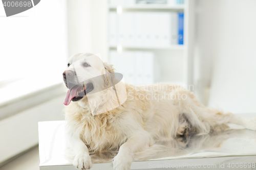 Image of close up of golden retriever dog at vet clinic